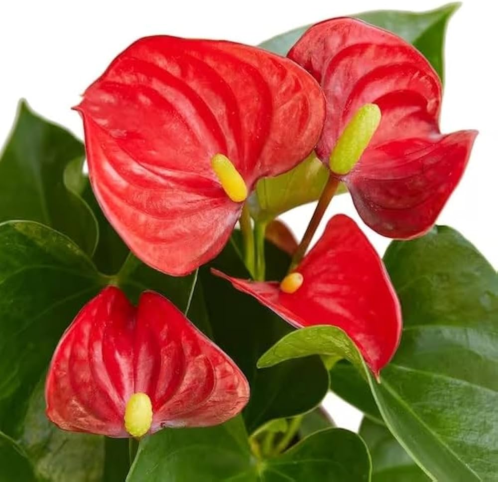 Anthurium Flower seeds for Planting - Fragrant Blossoms, Heirloom & GMO Free Seeds for Home Garden