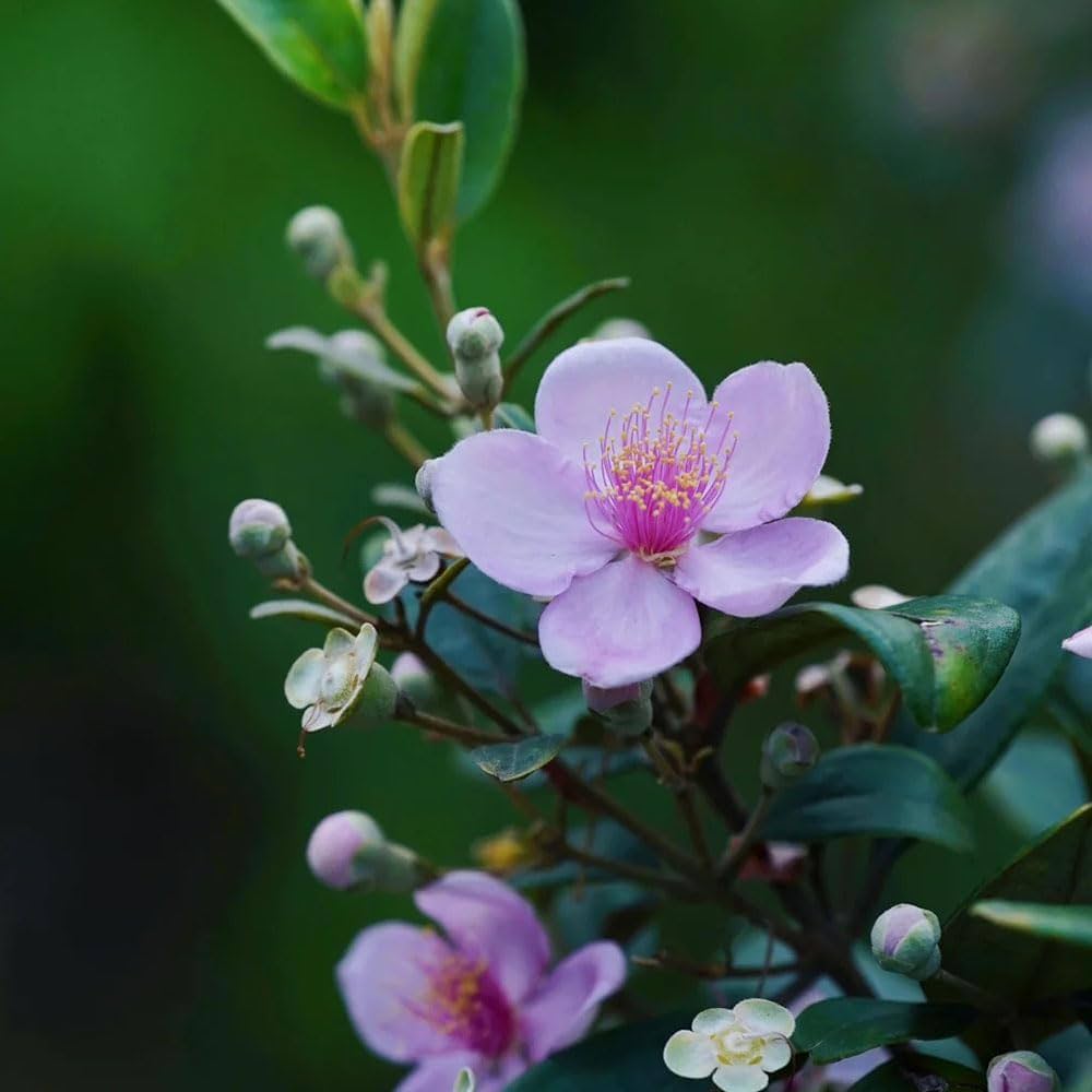 Rhodomyrtus Tomentosa Flower Seeds for Planting in Flower Bed