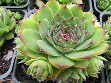 Green Chicks Sempervivum Flower seeds blooming in flower beds, containers, borders, and pollinator-friendly gardens