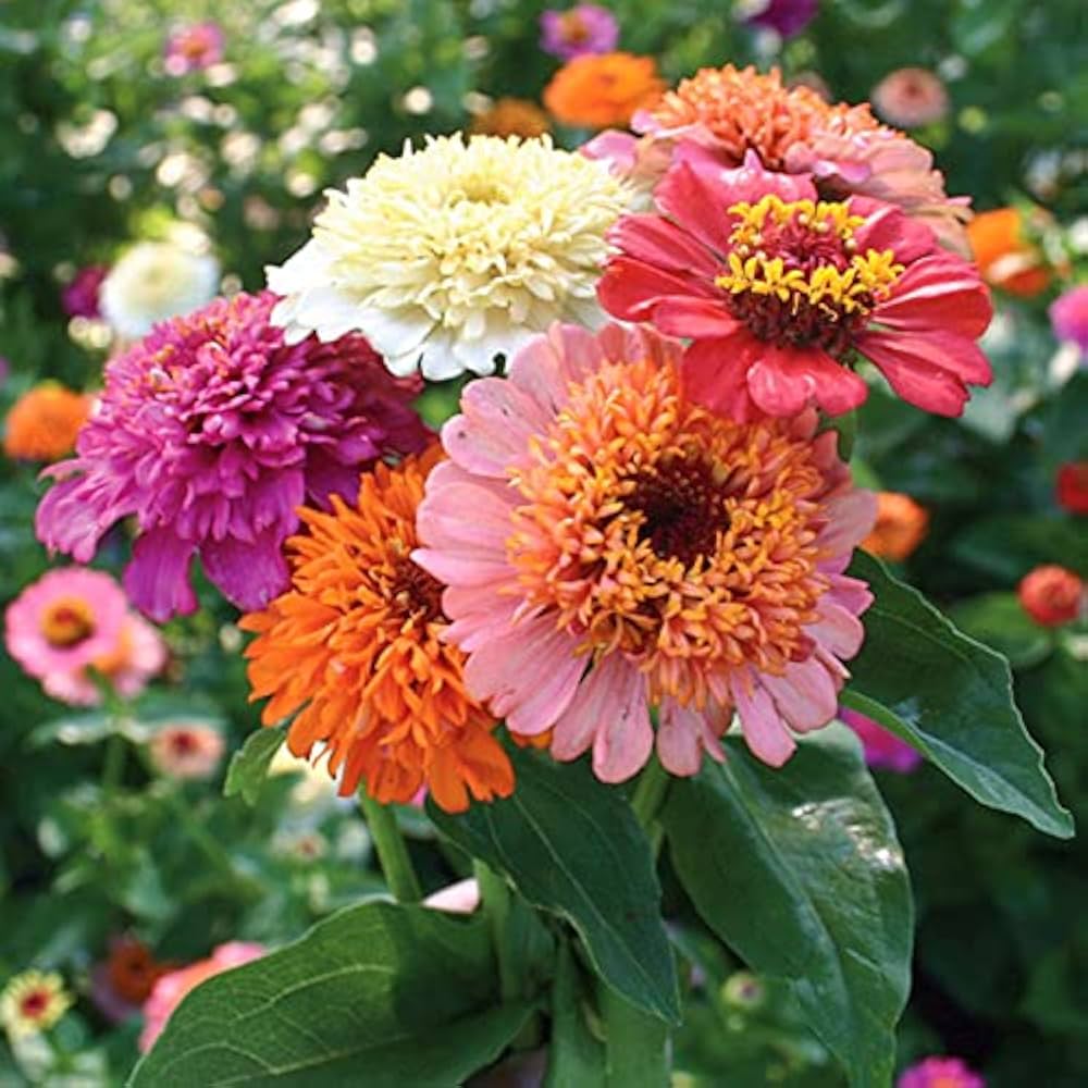 Mix Zinnia Scabiosa Annual Seeds for Planting