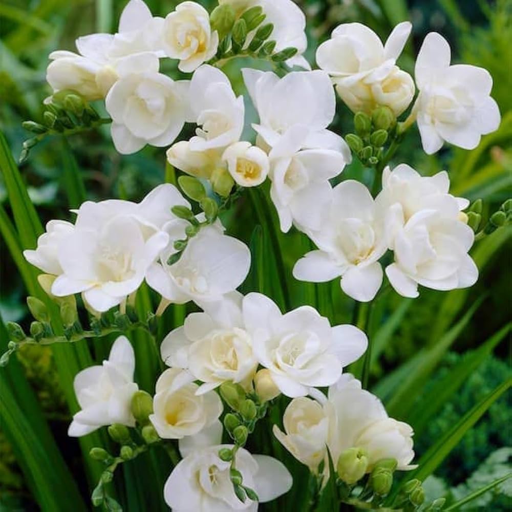 Freesia Flower seeds for Planting - Compact Growth, Heirloom & GMO Free Seeds for Home Garden
