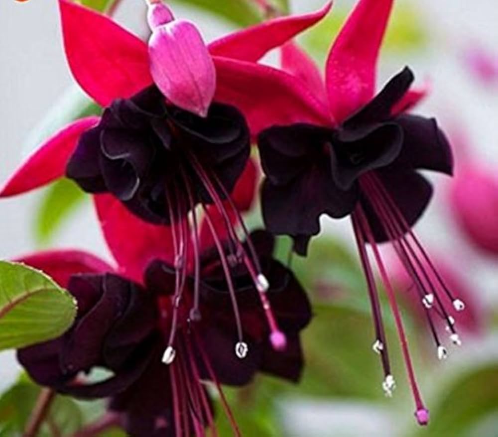 Red Fuchsia Lantern Flower Seeds Fuchsia for Planting in Garden & Flower Bed