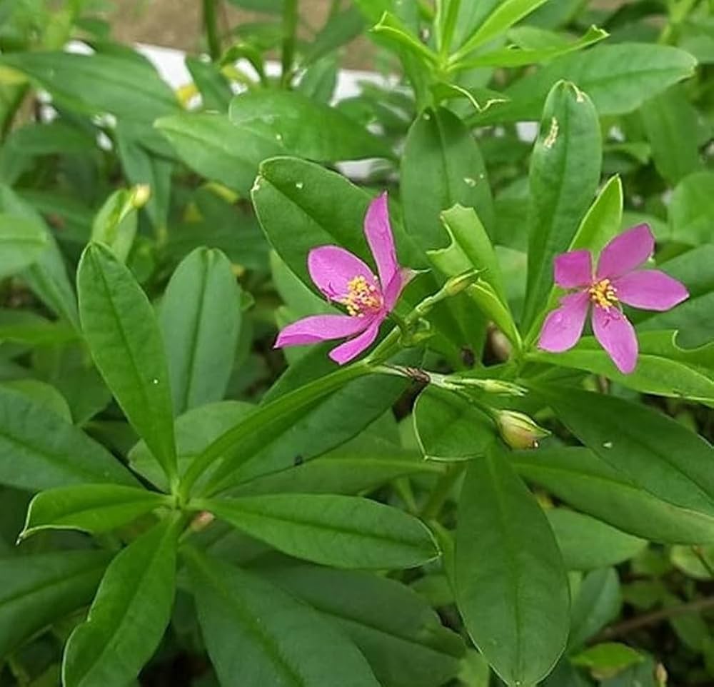 Talinum Paniculatum Flower Seeds for Planting in Flower Bed Heirloom Non-GMO Seeds