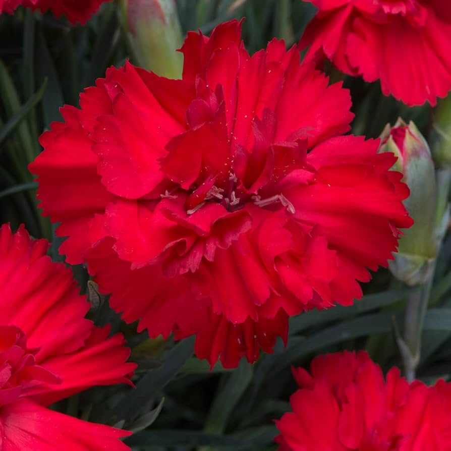 Scarlet Carnation Seeds for Vibrant, Fragrant Blooms