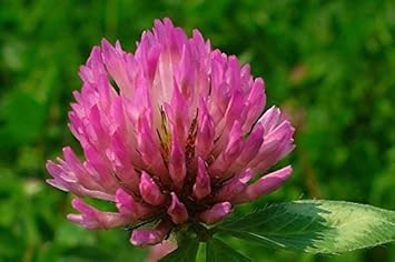 Pink Trifolium or Clover Flower seeds for Planting - Shade Tolerant, Heirloom & GMO Free Seeds for Home Garden
Sale seeds for home garden