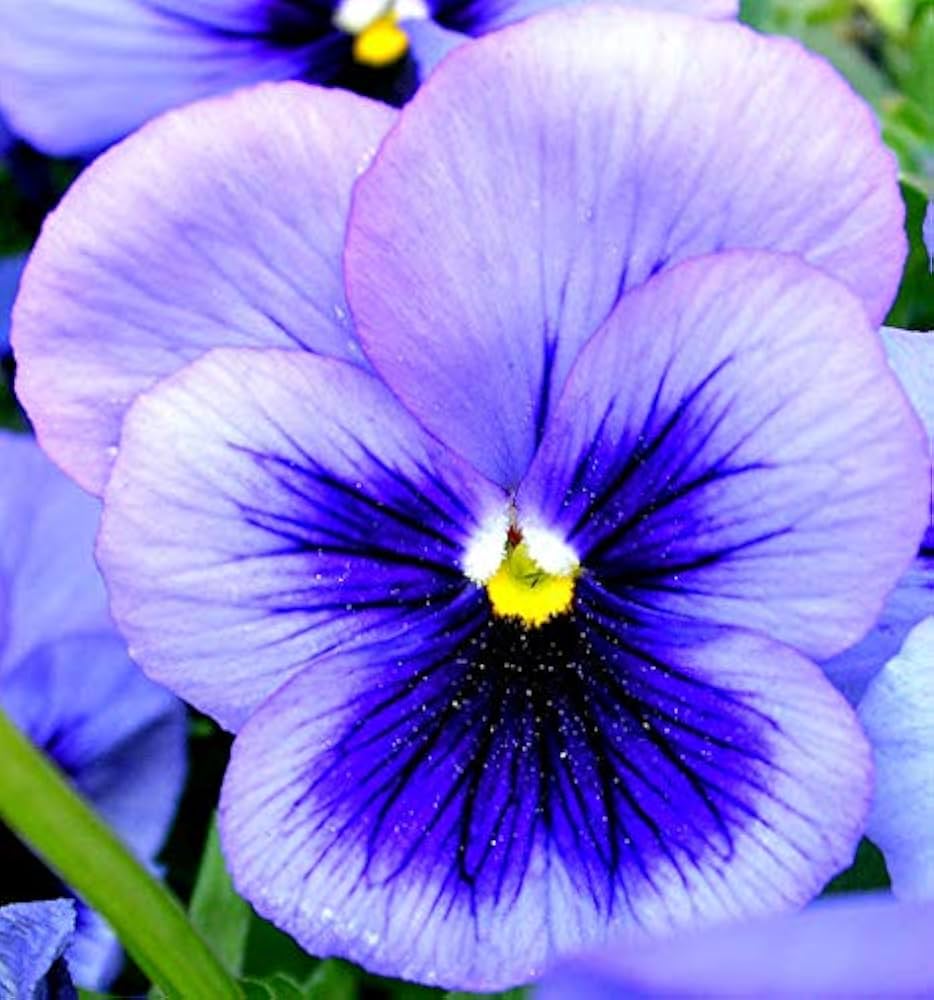 Joker Light Blue Pansy Seeds for Planting Flower Pots Cool Climates