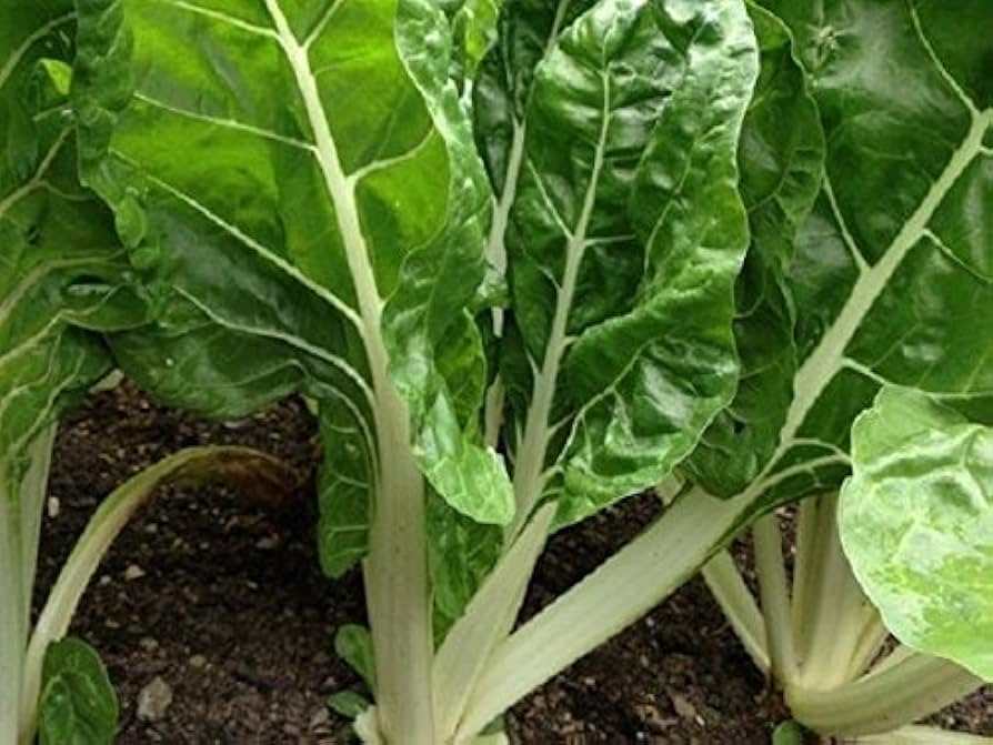 Green Swiss Chard Seeds for Vegetable Planting