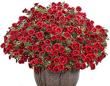 Red Calibrachoa Flower Seeds, Easy-to-Grow Heirloom Non-GMO Blooms for Hanging Baskets & Gardens
Sale seeds for home garden