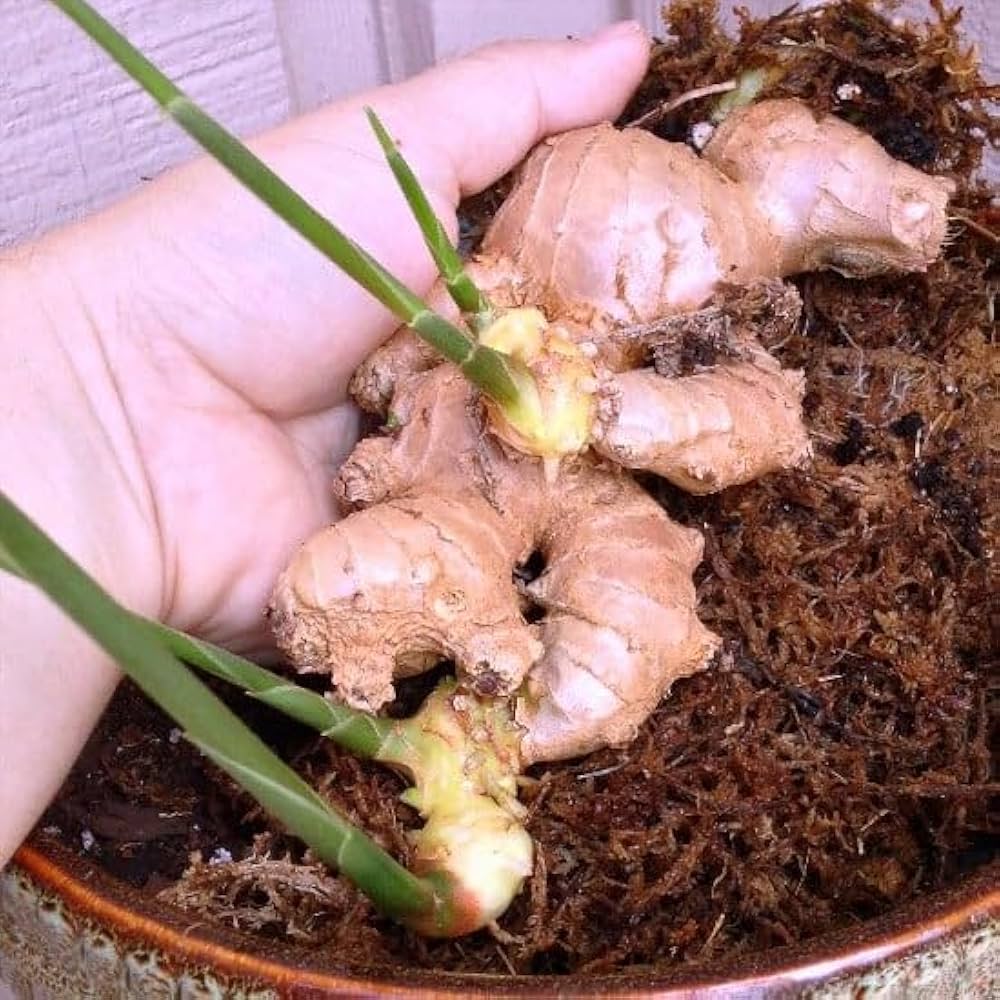 Imported Ginger Balcony Vegetables Seeds