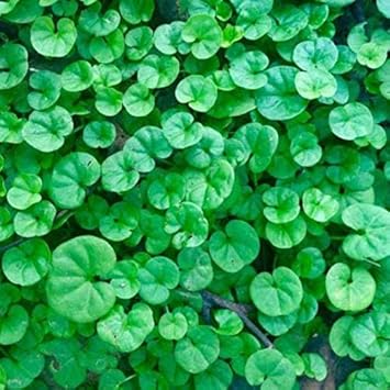 Green Dichondra Repens Lawn Flower seeds blooming in flower beds, containers, borders, and pollinator-friendly gardens