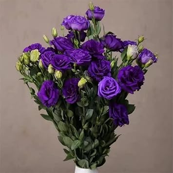 Deep Blue Eustoma (Lisianthus) Flower seeds for Planting - Hardy Variety, Heirloom & GMO Free Seeds for Home Garden
Sale seeds for home garden