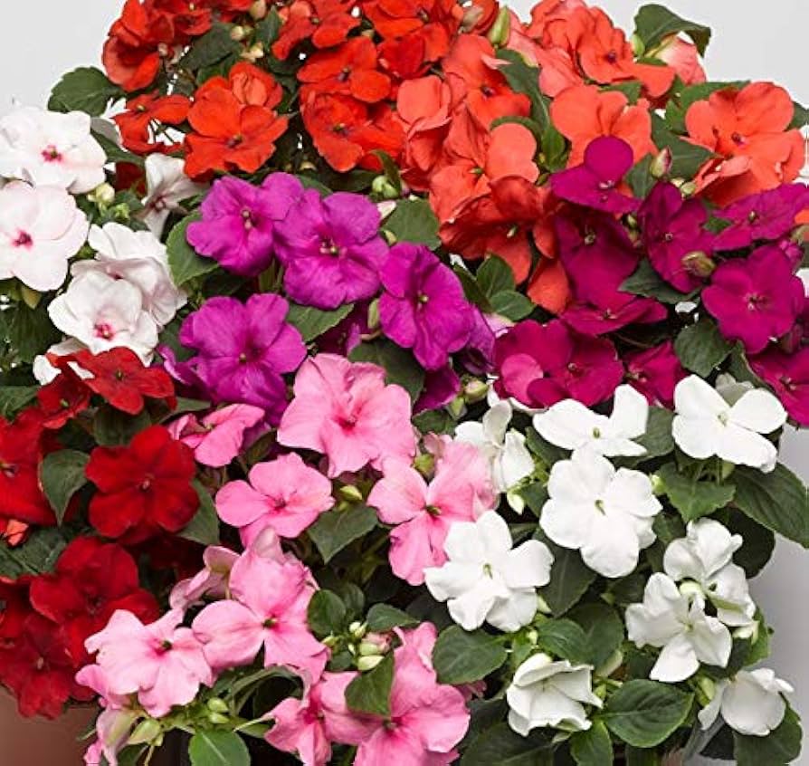 Impatiens Accent Premium-Mix Seeds for Planting flower bed