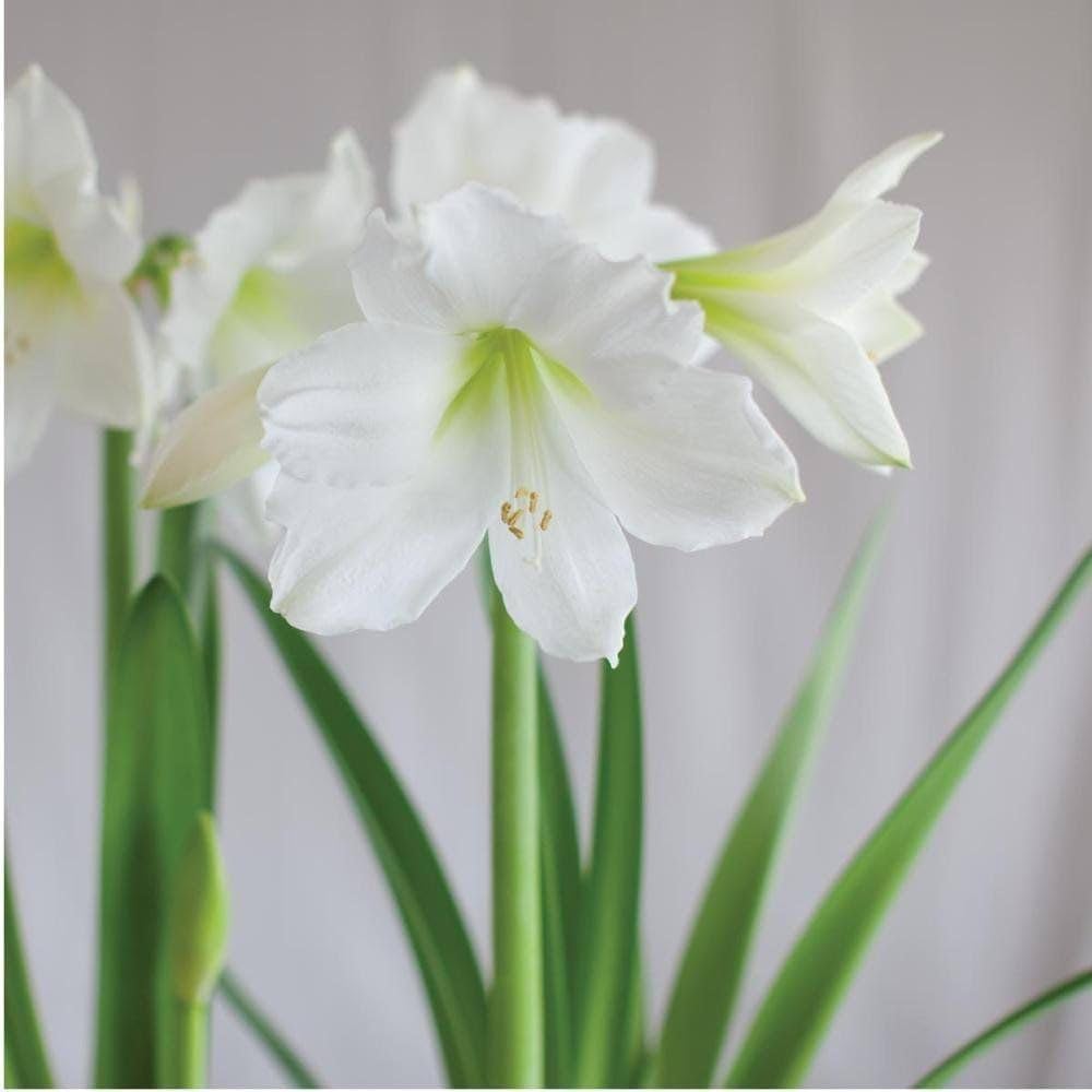 White Sunrise Amaryllis Hippeastrum Seeds for Planting - Perfect for Flower Bed & Urban Garden