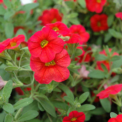 Red Petunia Petals Flower Planting Seeds for Lush and Colorful Gardens