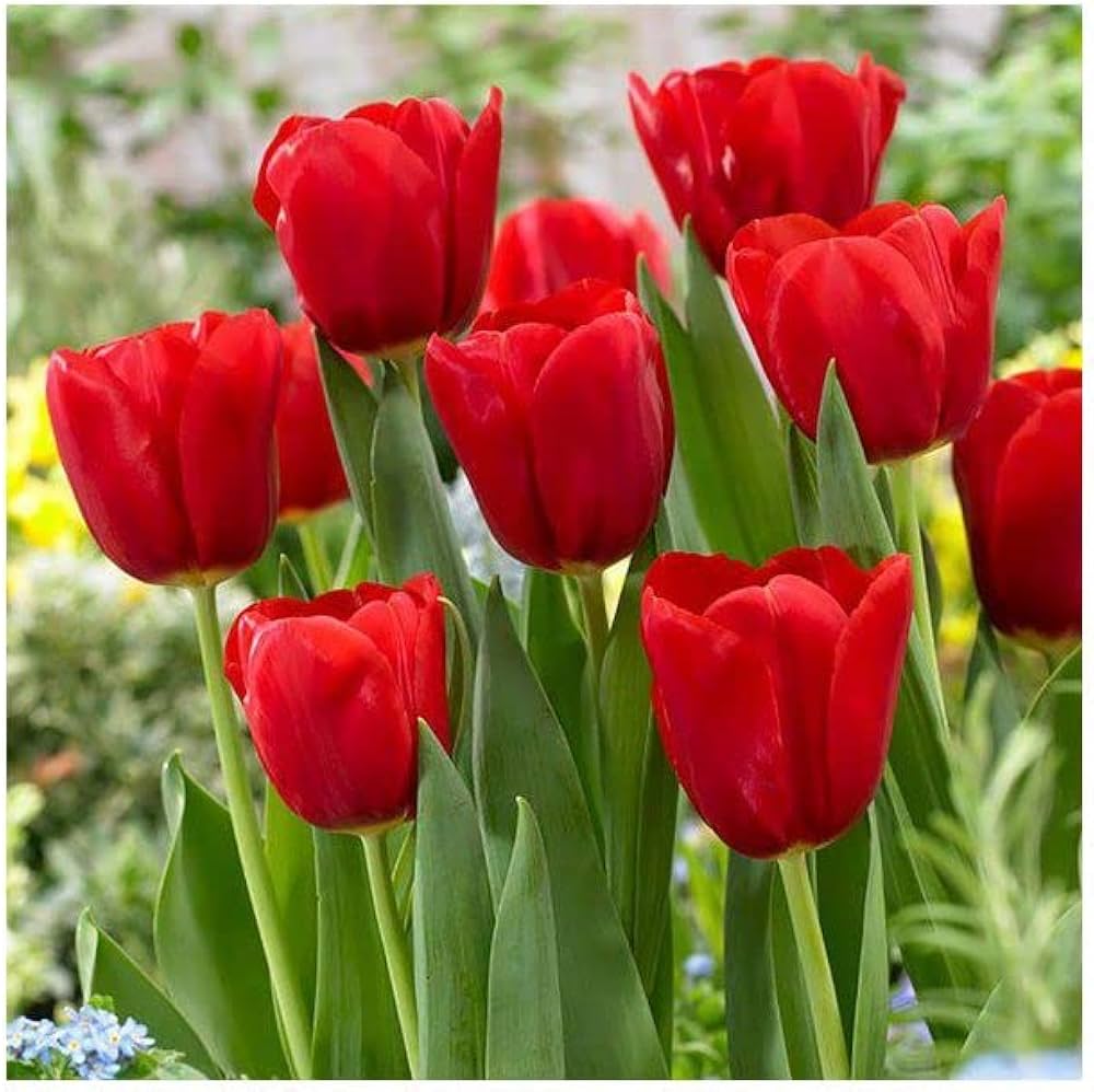 Red Tulip Flower Seeds for Planting Sun Loving Heirloom & GMO Free Seeds for Home Garden
Sale
