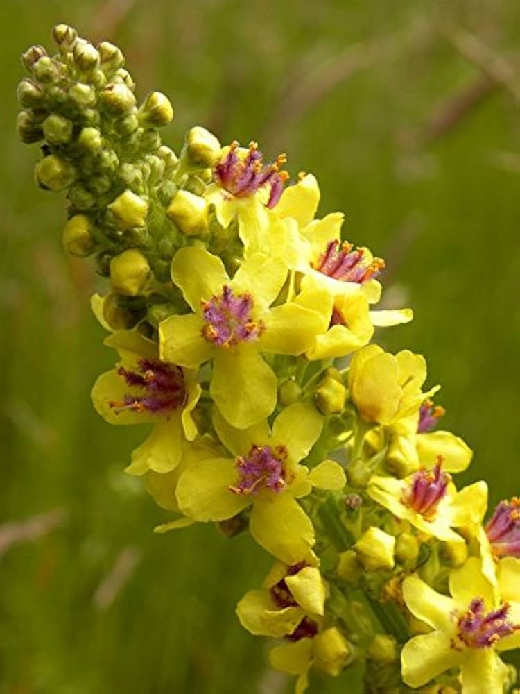 Yellow Mullein Flower seeds for Planting - Cut Flower Favorite, Heirloom & GMO Free Seeds for Home Garden
