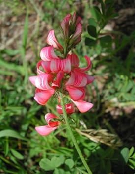 Pink Sainfoin Flower seeds blooming in flower beds, containers, borders, and pollinator-friendly gardens