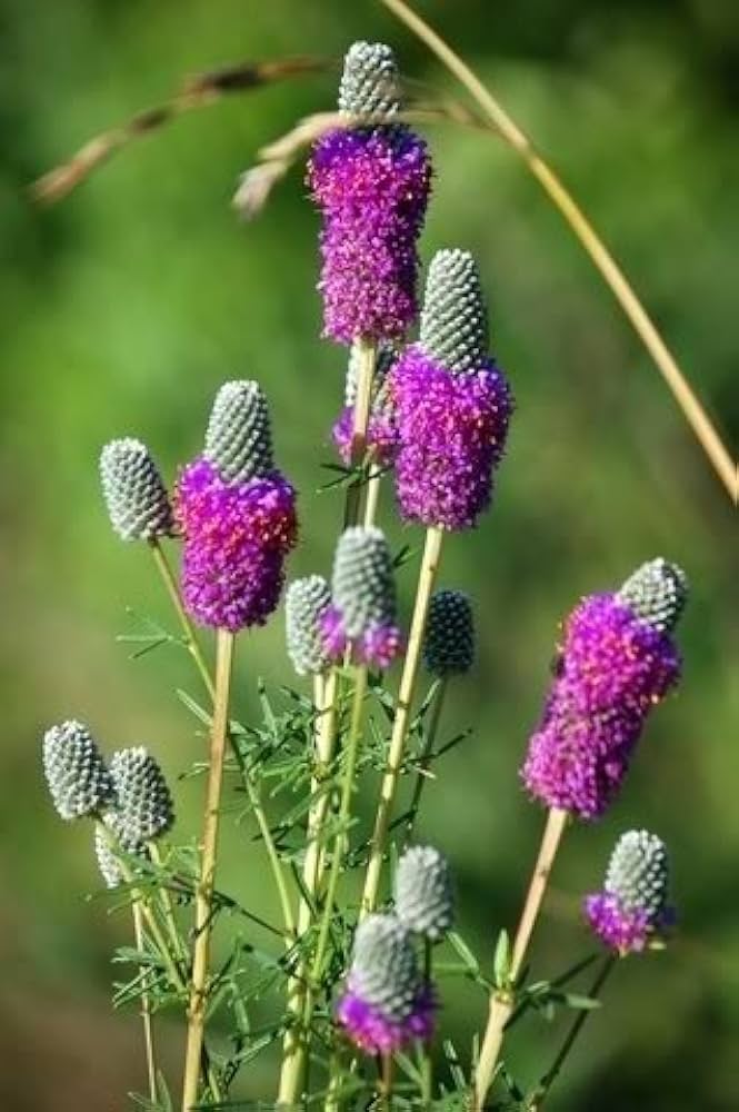 Purple Clover Seeds for Planting Trifolium Purpureum wildflower meadow pollinator garden