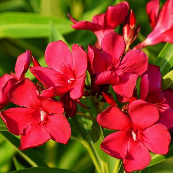 Oleander Nerium oleander Flower Seeds for Planting in Flower Bed & Garden