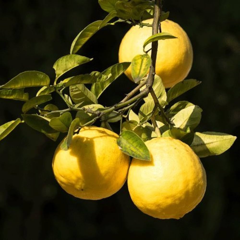 Ponderosa Lemon Tree Planting Seeds Grow Your Own Citrus Indoors or Outdoors