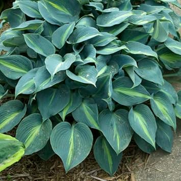 Sea Green Hosta Flower seeds for Planting - Compact Growth, Heirloom & GMO Free Seeds for Home Garden
Sale seeds for planting in home garden