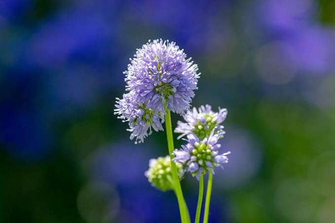 Globe Gilla Seeds for Stunning Globe-Shaped Flowers