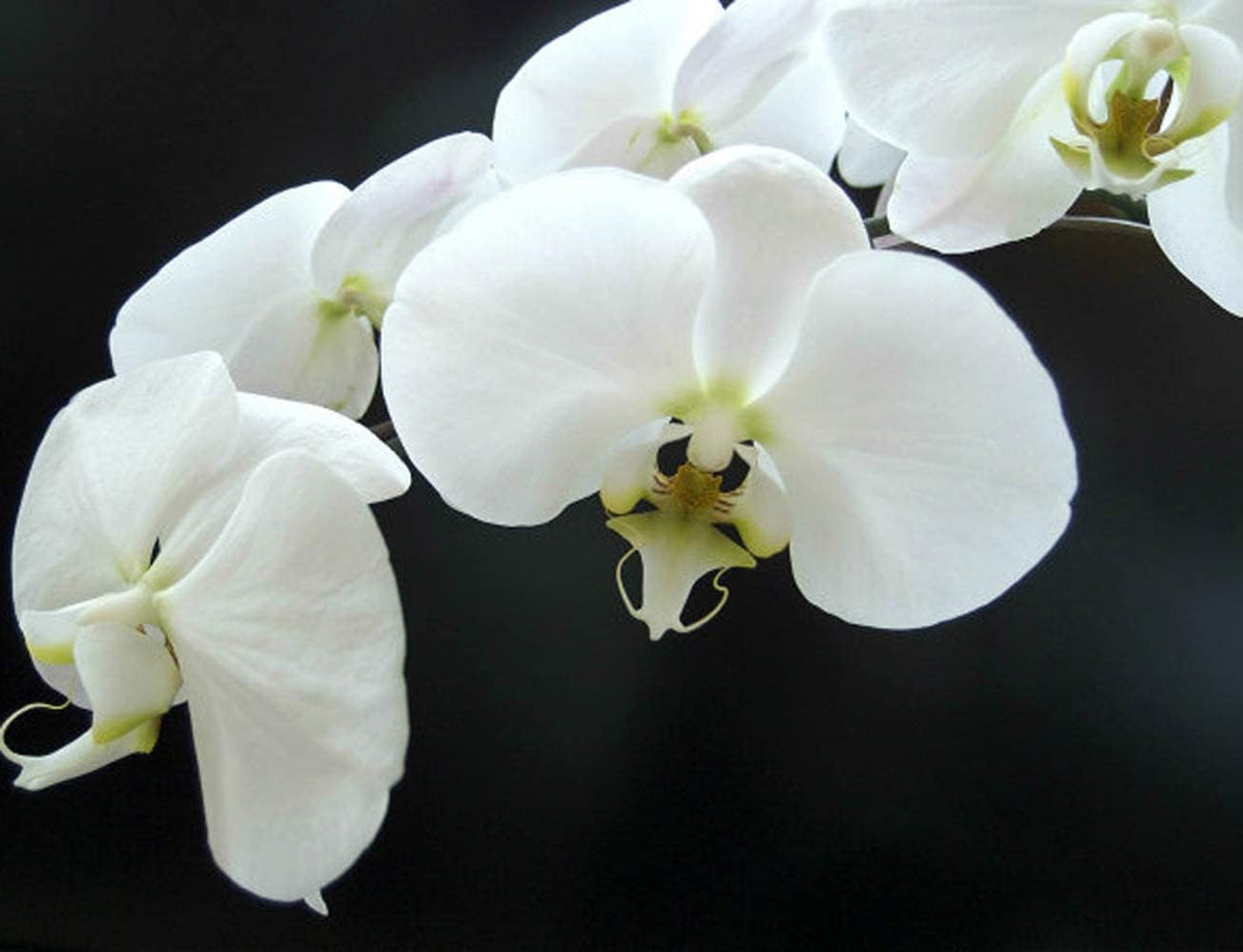 White Phalaenopsis Orchid Flower Seeds for Planting – Heirloom, Non-GMO, High Germination Organic Garden Seeds
Sale for planting in home garden.