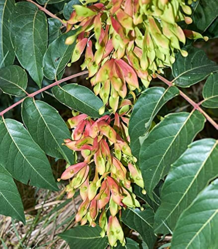 Ailanthus Tree Seeds - Comprehensive Planting Guide for Successful Growth