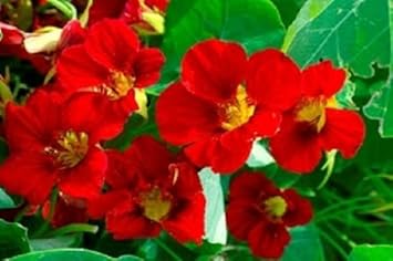 Red Nasturtium Flower seeds for Planting - Wildflower Mix, Heirloom & GMO Free Seeds for Home Garden
Sale for planting in home garden.