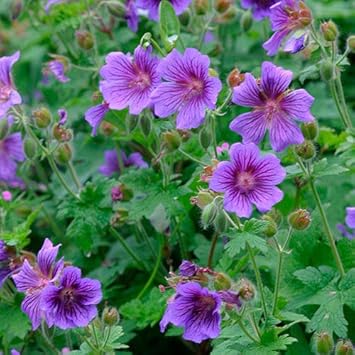 Soft Pink Mini Violet Rare Flower Seeds for Planting Vibrant Colors Heirloom & GMO Free Seeds for Home Garden
Sale for planting in home garden