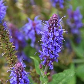 Hyssop Flower seeds blooming in flower beds, containers, borders, and pollinator-friendly gardens
