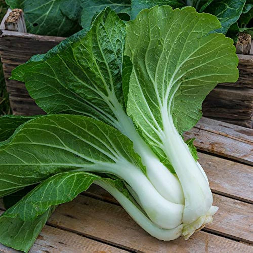 Blizzard Green White Choi Vegetable Seeds for Planting