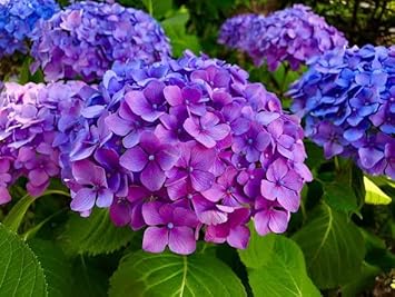 Blue Purple Hydrangea Flower seeds for Planting - Easy to Grow, Heirloom & GMO Free Seeds for Home Garden
Sale seeds for home garden