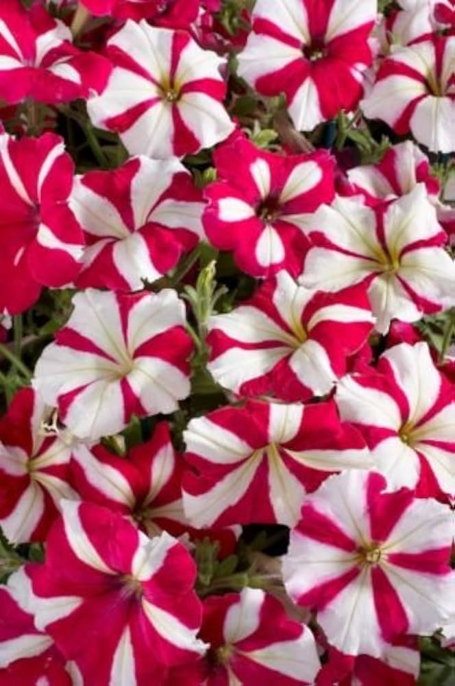Pelleted Petunia Star Burgundy Stern Seeds