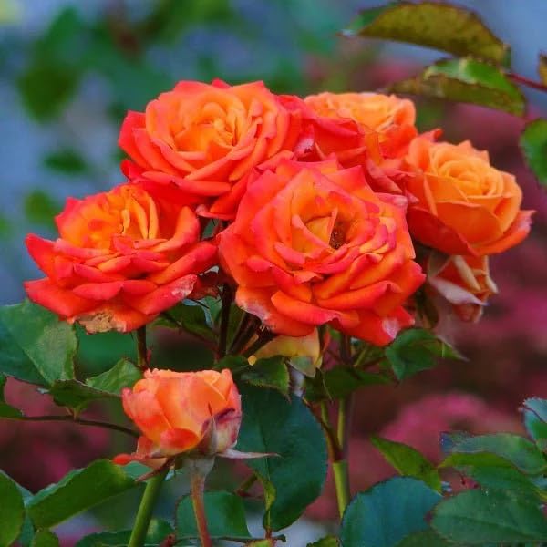 Dark Red Orange Rose Flower Seeds for Planting Heirloom NONGMO Seeds Easy to Grow Blooms Pollinator Friendly
Sale