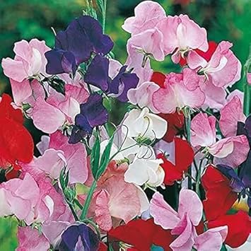 Purple Mixed Cineraria Flower Seeds for Planting Long Bloom Season Heirloom & GMO Free Seeds for Home Garden
Sale for planting in home garden
