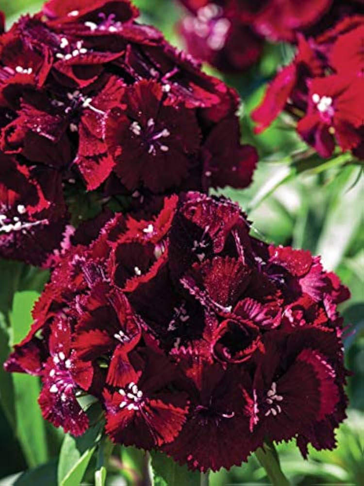 Maroon William Dianthus Flower seeds for Planting - Premium Quality, Heirloom & GMO Free Seeds for Home Garden