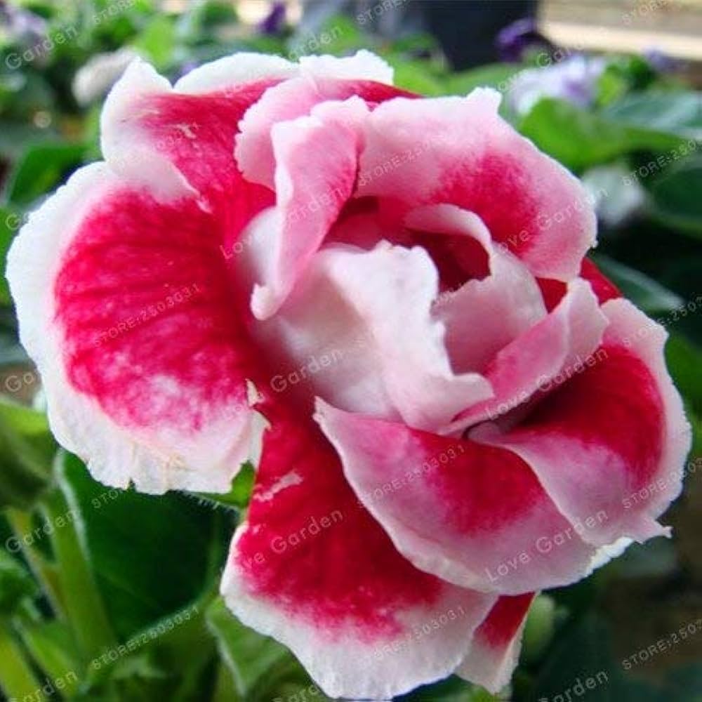 Gloxinia Seeds Sinningia speciosa for Planting in Indoor Pots and Flower Bed