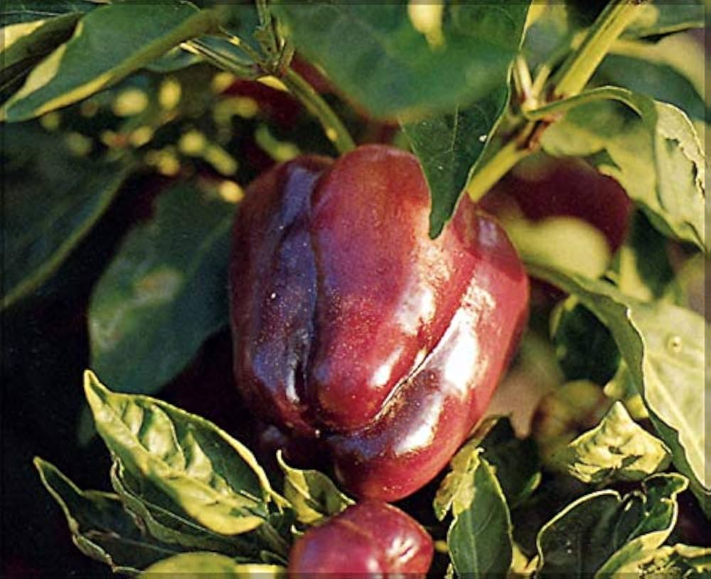 Pepper Seeds Chocolate Beauty Heirloom CombSH A17