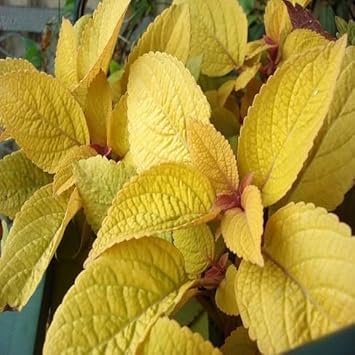 Army Green Humulus Lupulus Seeds for Planting – Heirloom & NonGMO Garden Favorite
Sale for planting in home garden