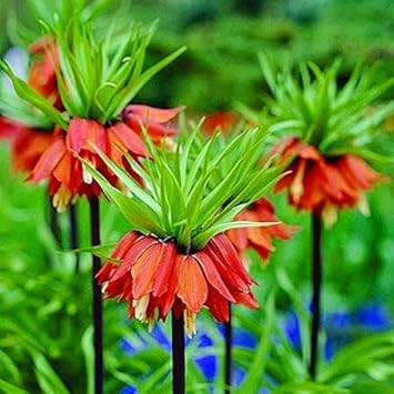 Red Crown Imperial Fritillaria Flower Seeds, Heirloom Non-GMO Blooms for Elegant Spring Garden Planting
Sale seeds for home garden