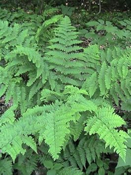 Green Fern Spore Flower seeds for Planting - Seasonal Bloomer, Heirloom & GMO Free Seeds for Home Garden
Sale seeds for home garden