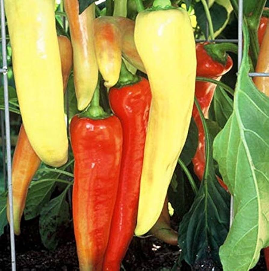 Hungarian Sweet Wax Pepper Seeds Capsicum annuum for Planting in Vegetable Patch and Patio Pots