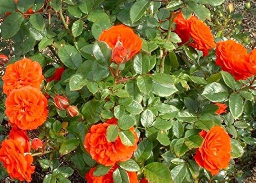 Climbing Rose Rosa Multiflora Seeds for Planting Vertical Spaces Flower Walls