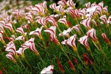Candy Cane Sorrel Flower seeds for Planting - Compact Growth, Heirloom & GMO Free Seeds for Home Garden
Sale seeds for home garden