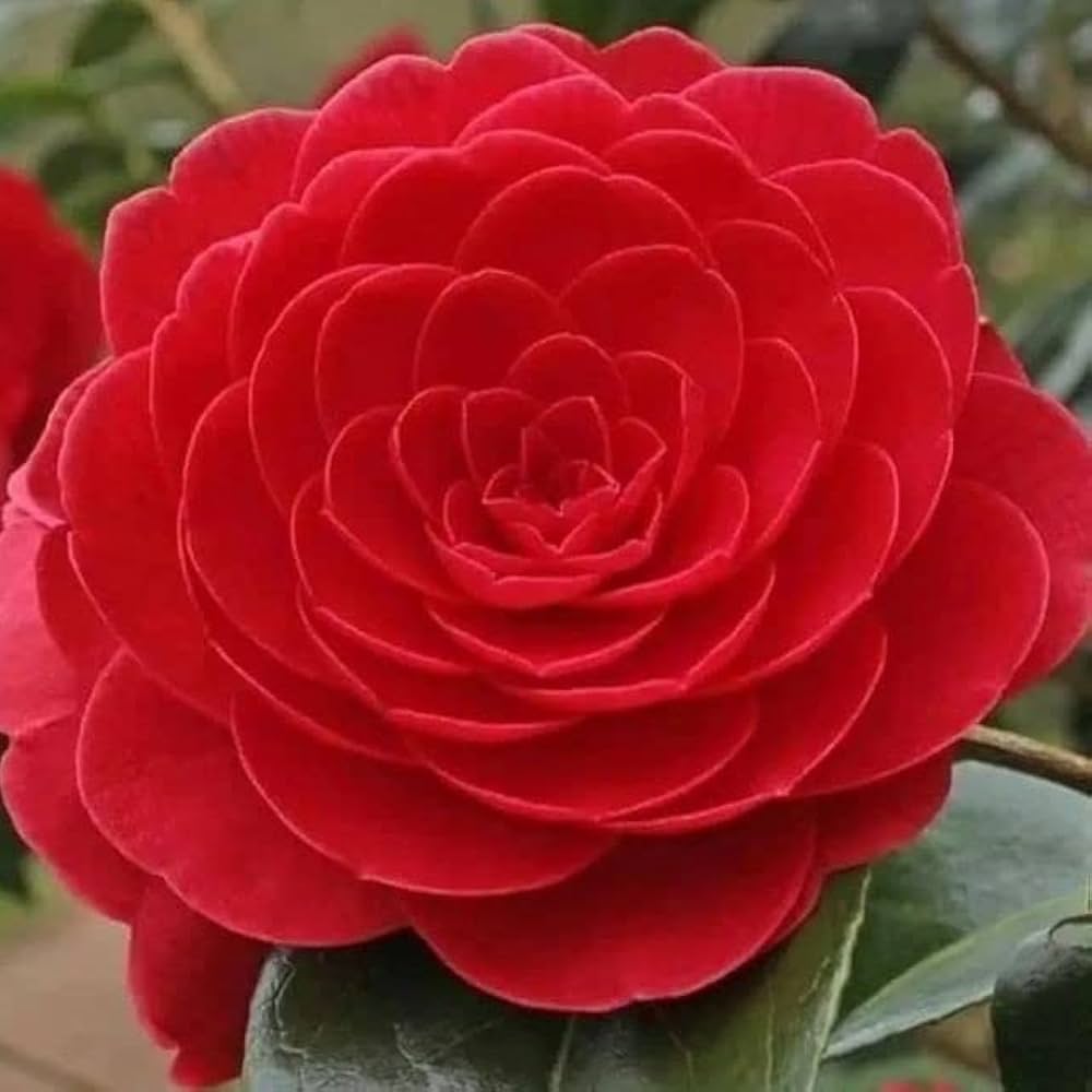 Giant Geranium Seeds White Rose Pelargonium – Elegant Geranium for Stunning Garden Displays