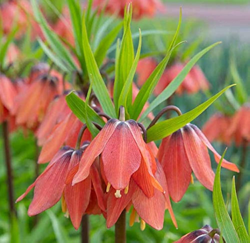 Fritillaria Imperialis Seeds for Planting Fritillaria imperialis for flower beds and spring gardens