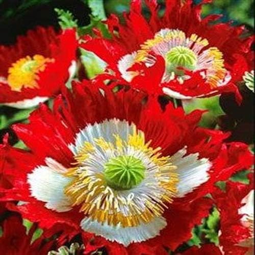 Danish Flag Poppy Seeds for Stunning Red & White Flowers
