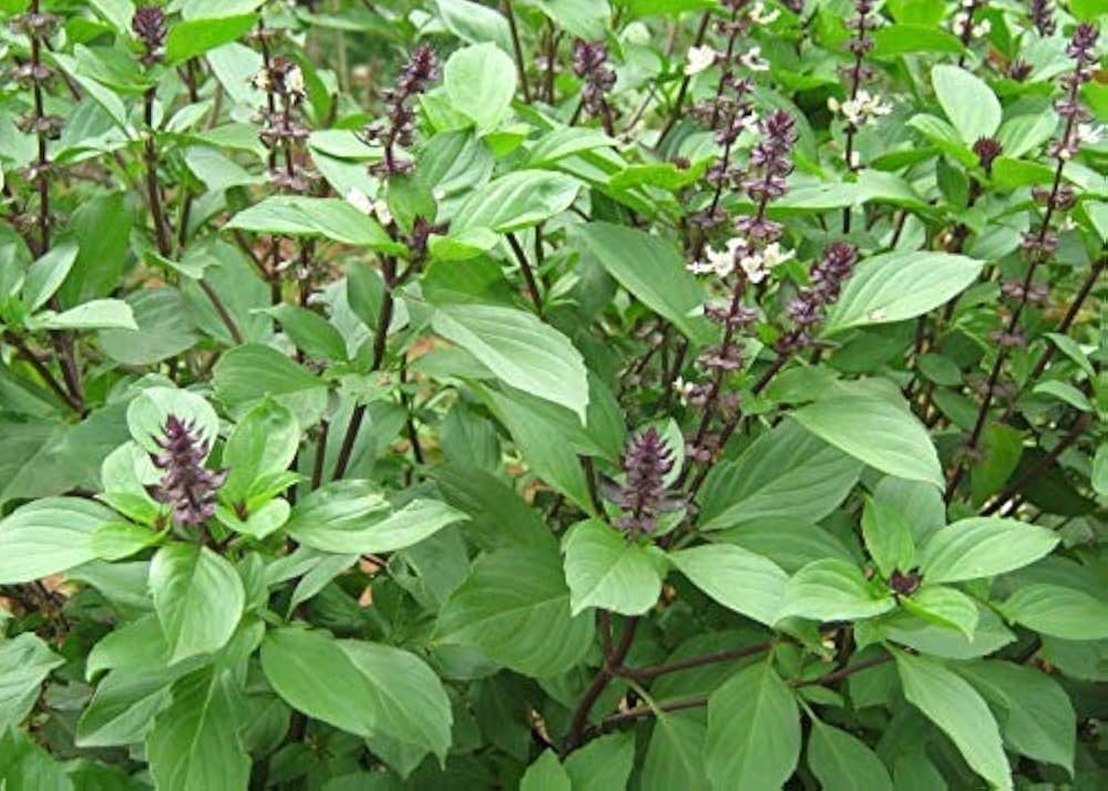 Aromatic Plants Basil Seeds, Bonsai Vegetable Seeds