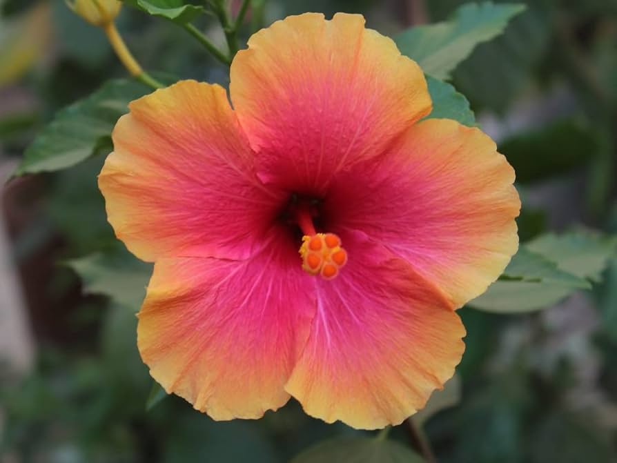 Mischfarbe Hibiskus Hibiscus rosa-sinensis Flower Seeds for Planting in Flower Bed